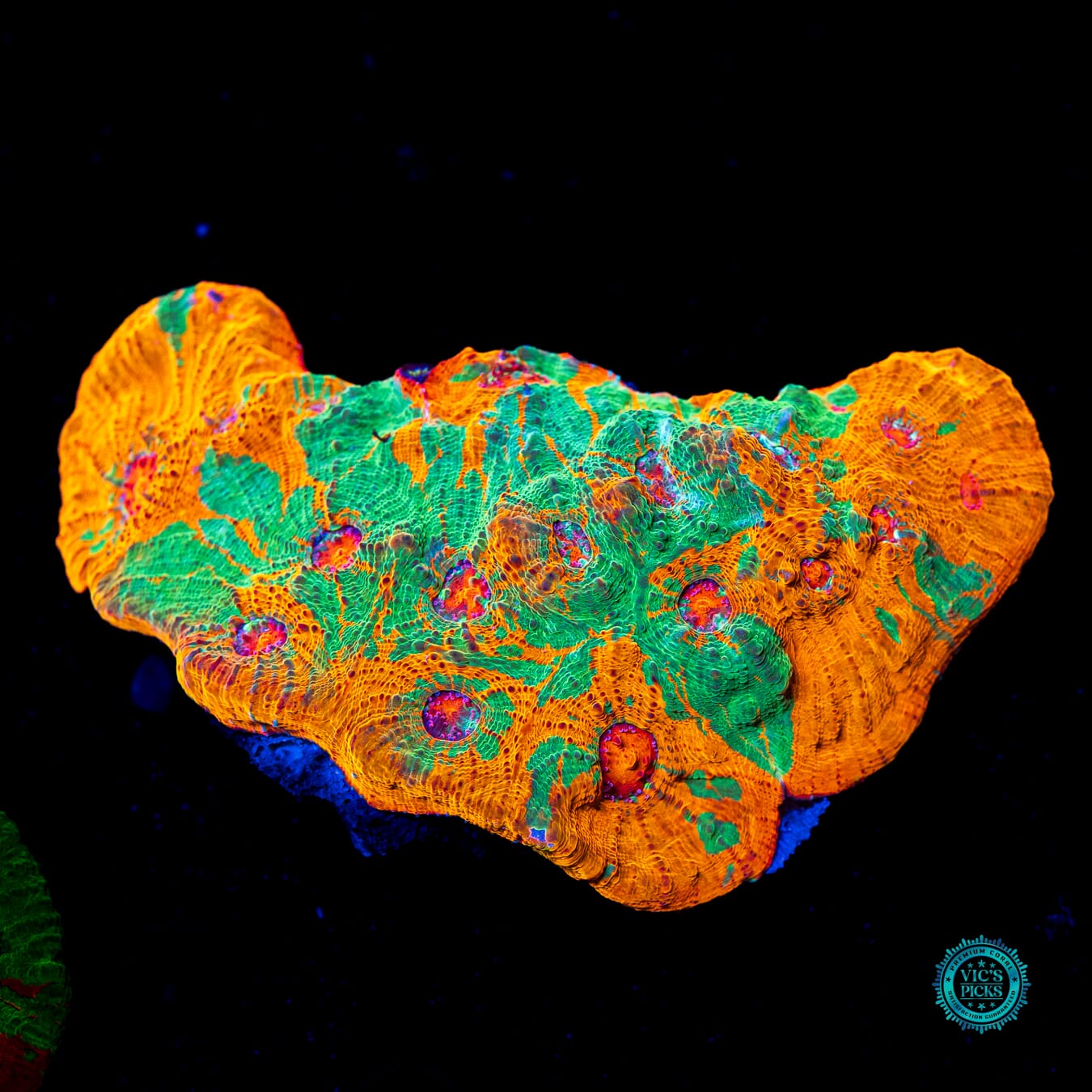 Tropical Twist Chalice - Daylight Photo