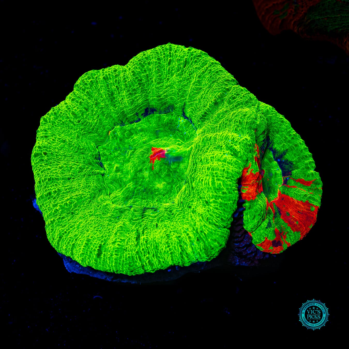 Double Bleeding Apple Scolymia - Daylight Photo