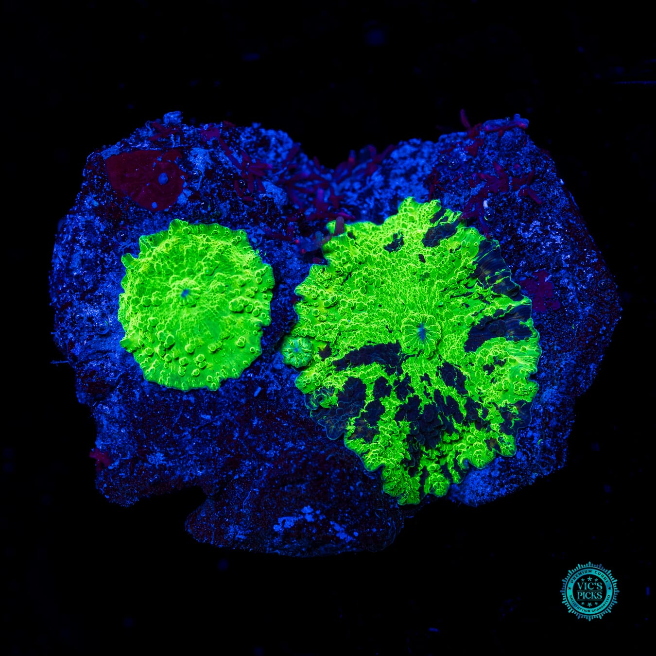 Kryptonite Mushroom - Daylight Photo