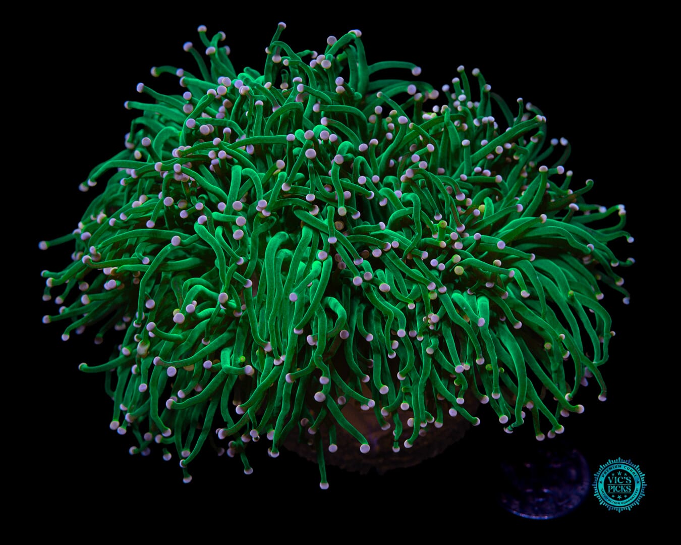 XXL Pink Tipped Cotton Candy Torch - Actinic Photo