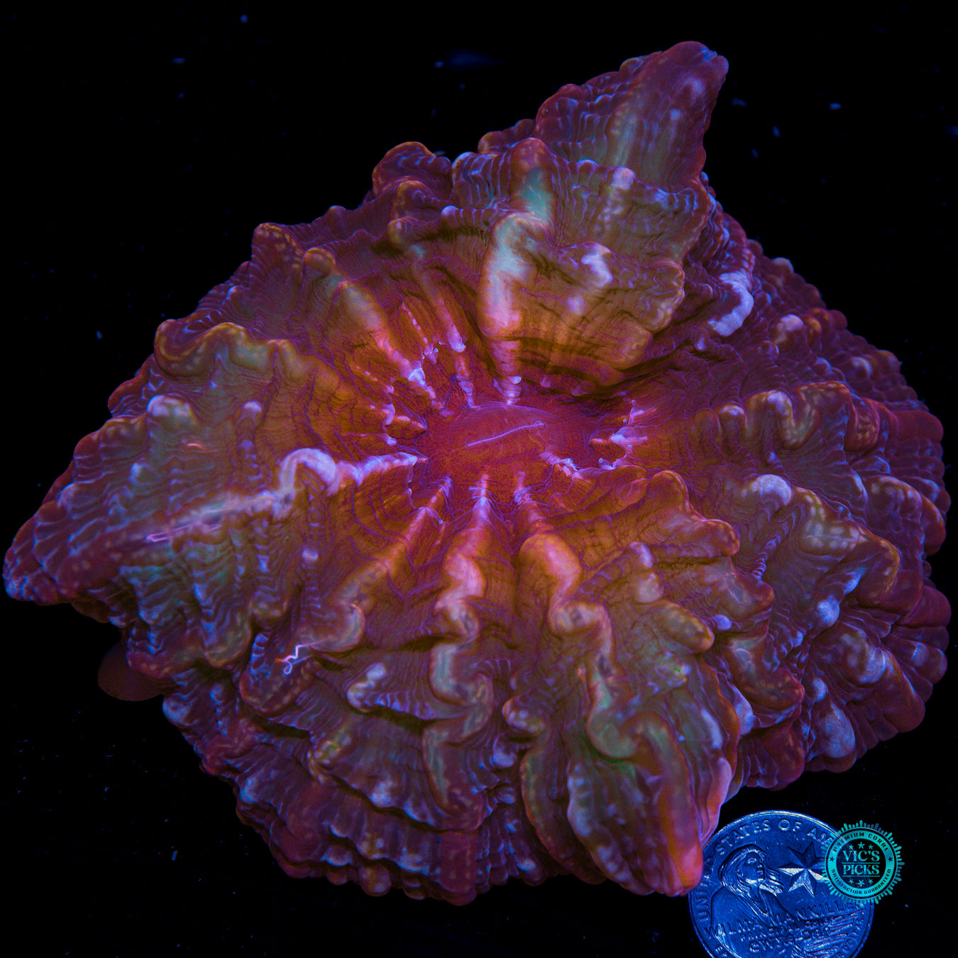 Treasure Trove Indophyllia