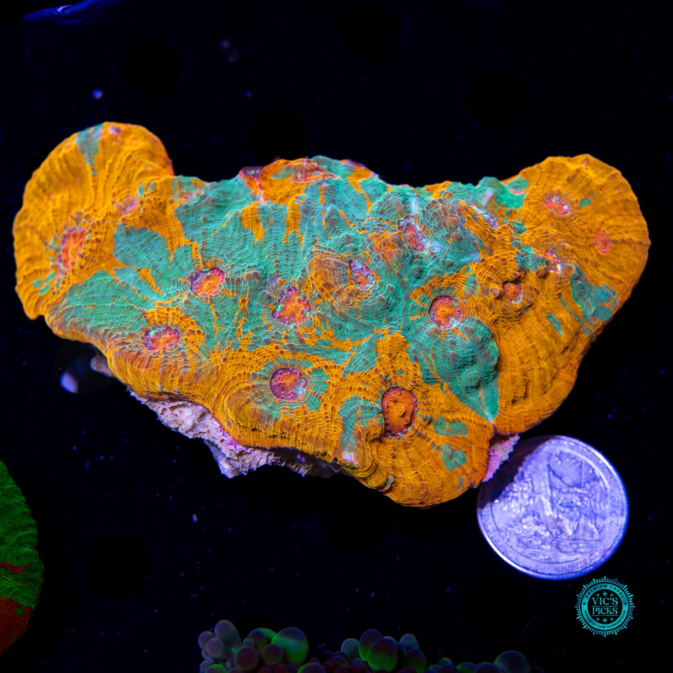 Tropical Twist Chalice - Actinic Photo