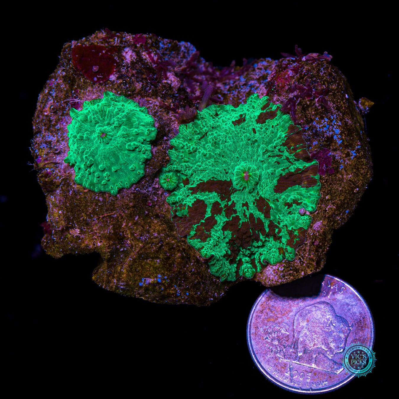 Kryptonite Mushroom - Actinic Photo