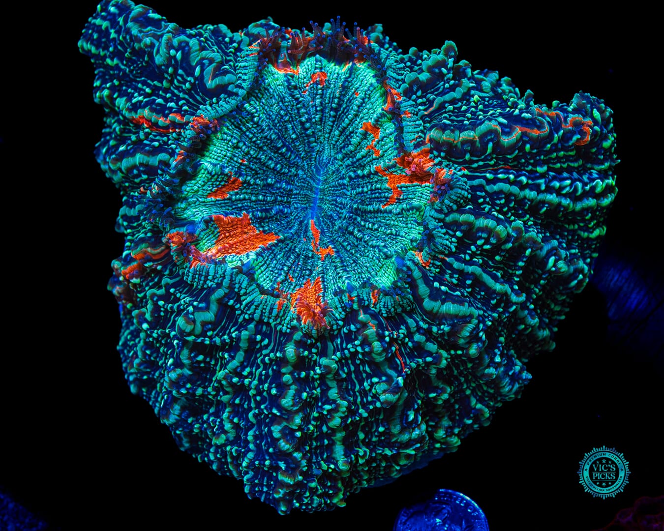 Sky Runner Acanthophyllia - Daylight Photo