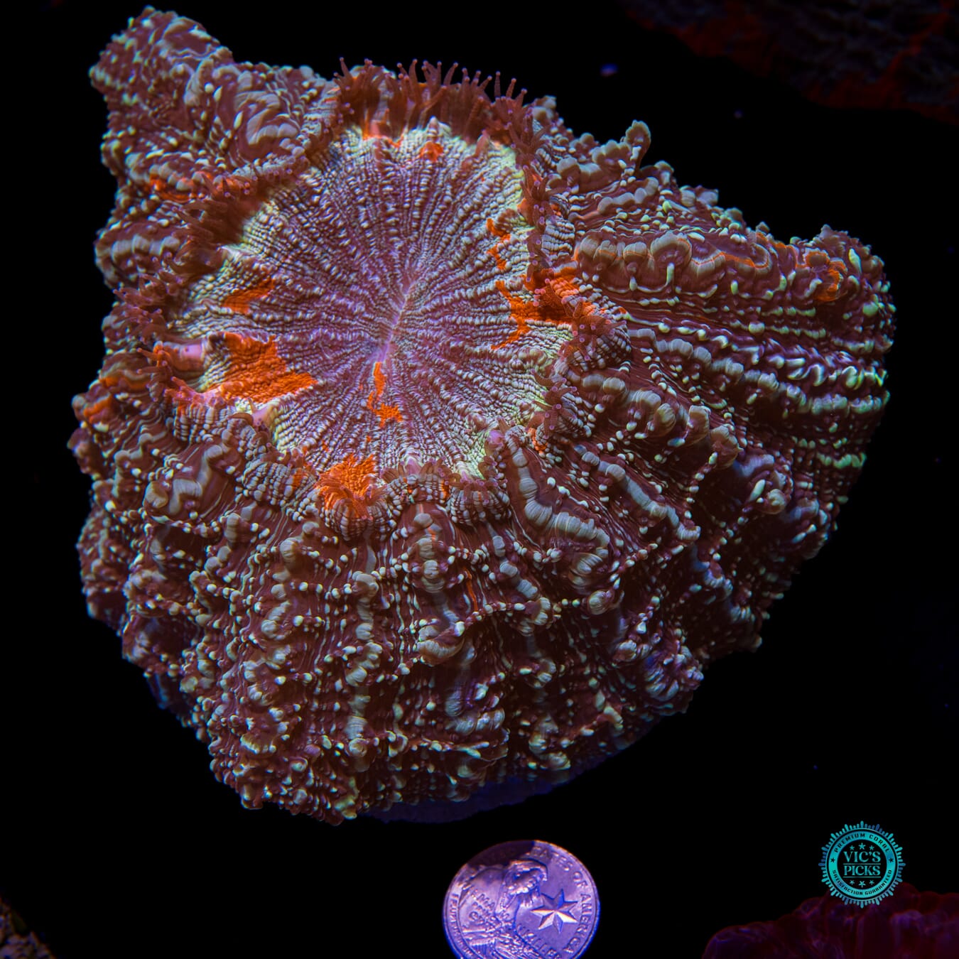 Sky Runner Acanthophyllia - Actinic Photo