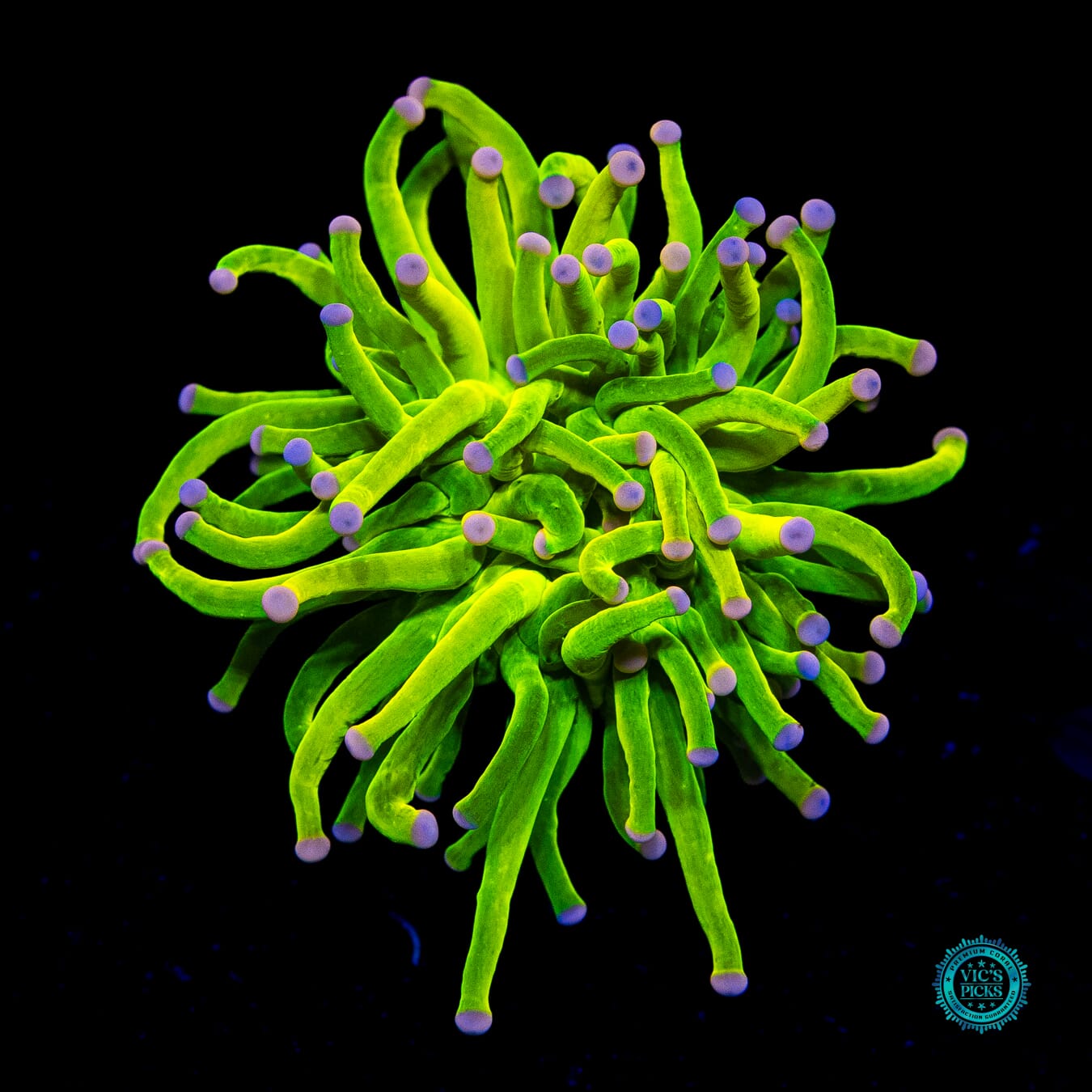 Ultimate Cotton Candy Torch - Daylight Photo