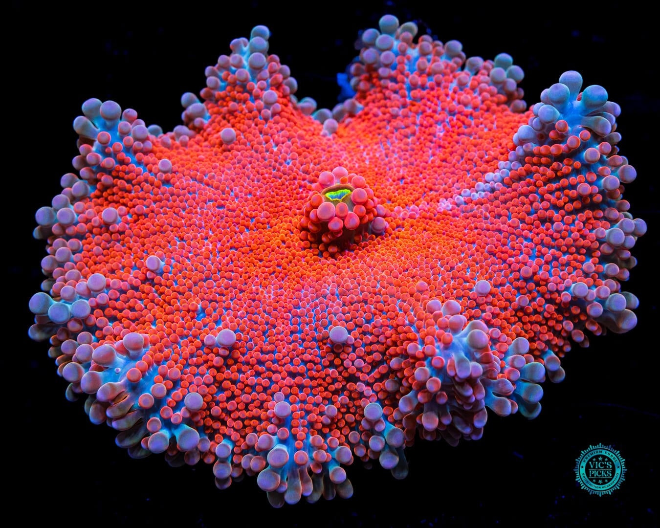 XXL Groovy Grapefruit Yuma Mushroom - Daylight Photo