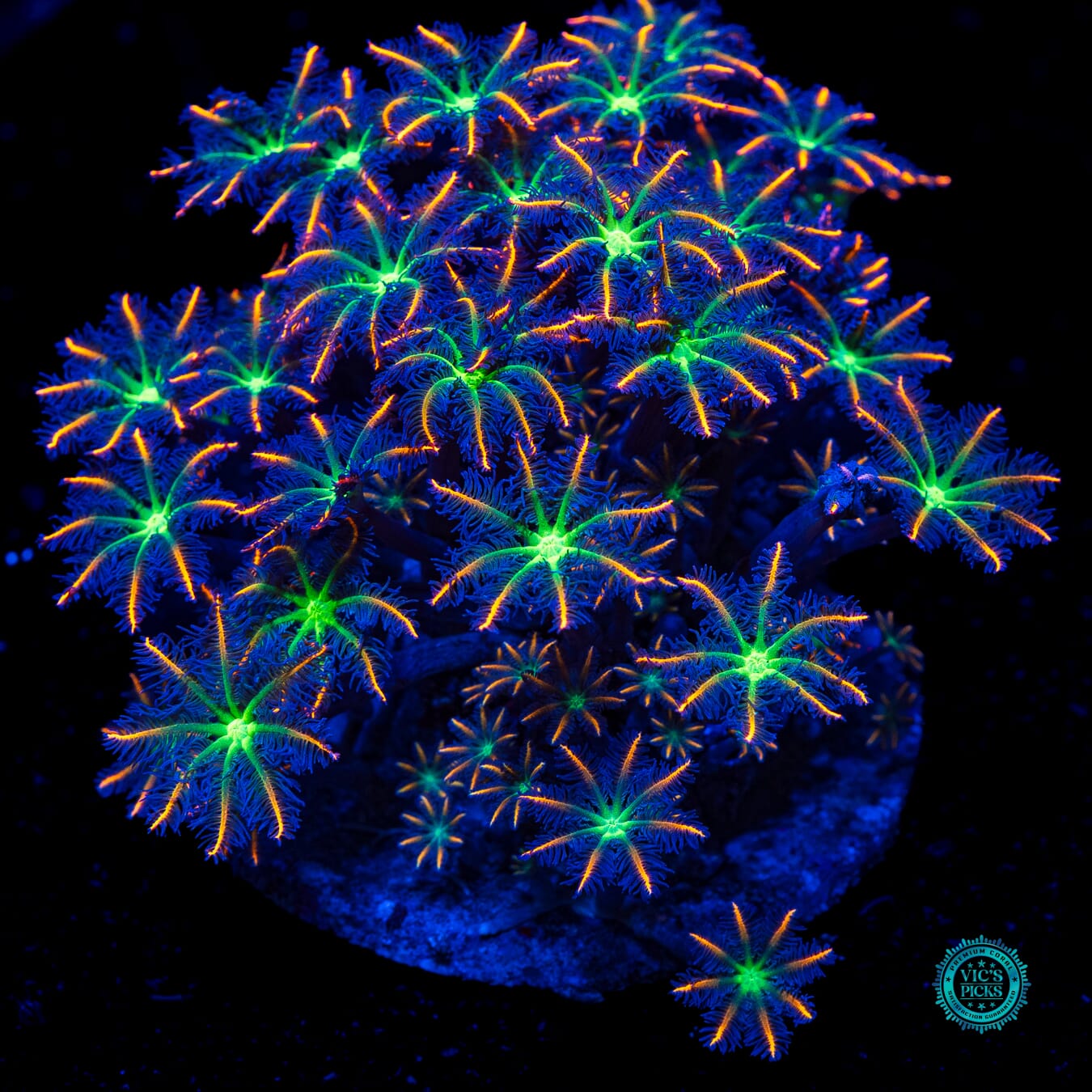 Firework Clove Polyps - Daylight Photo