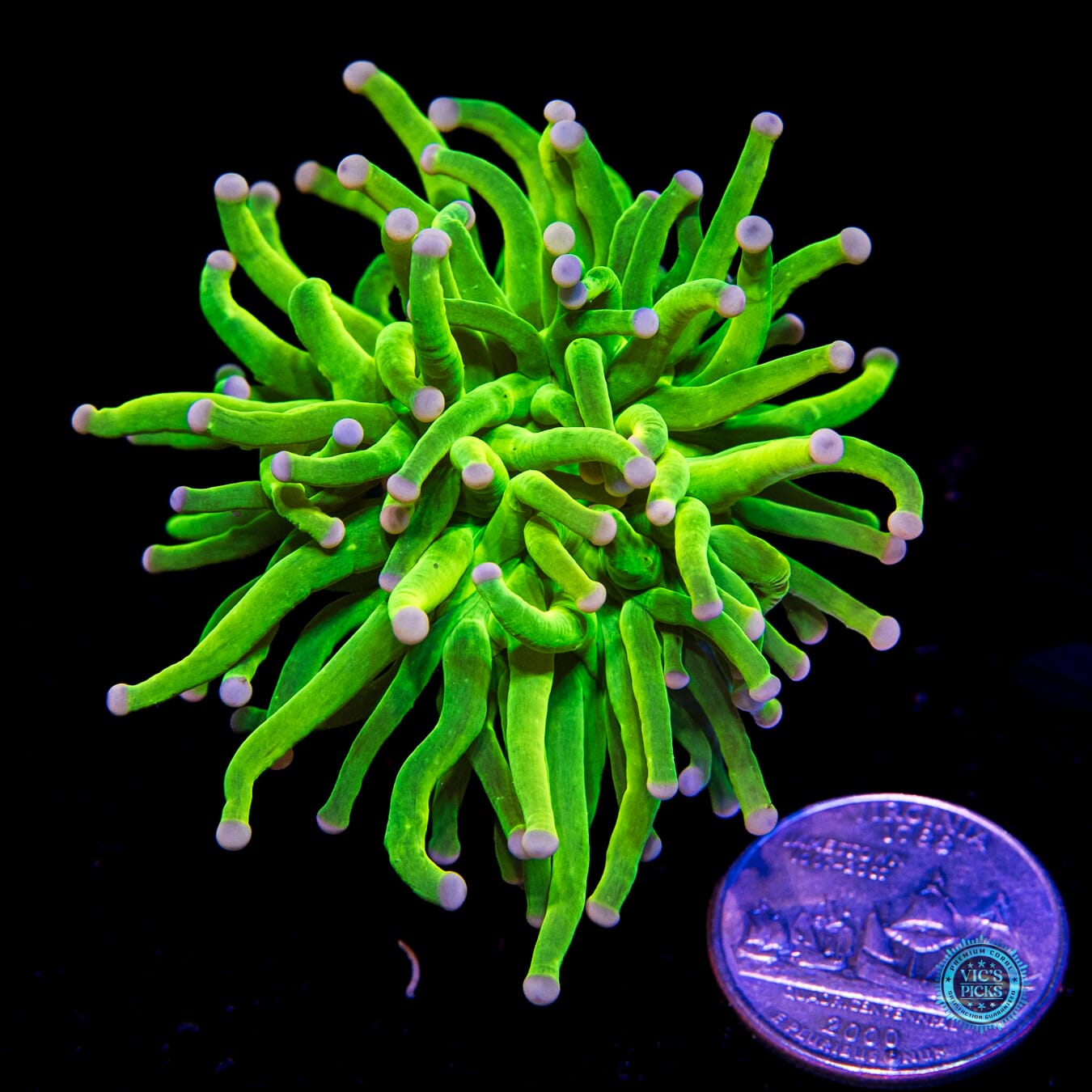 Ultimate Cotton Candy Torch - Actinic Photo