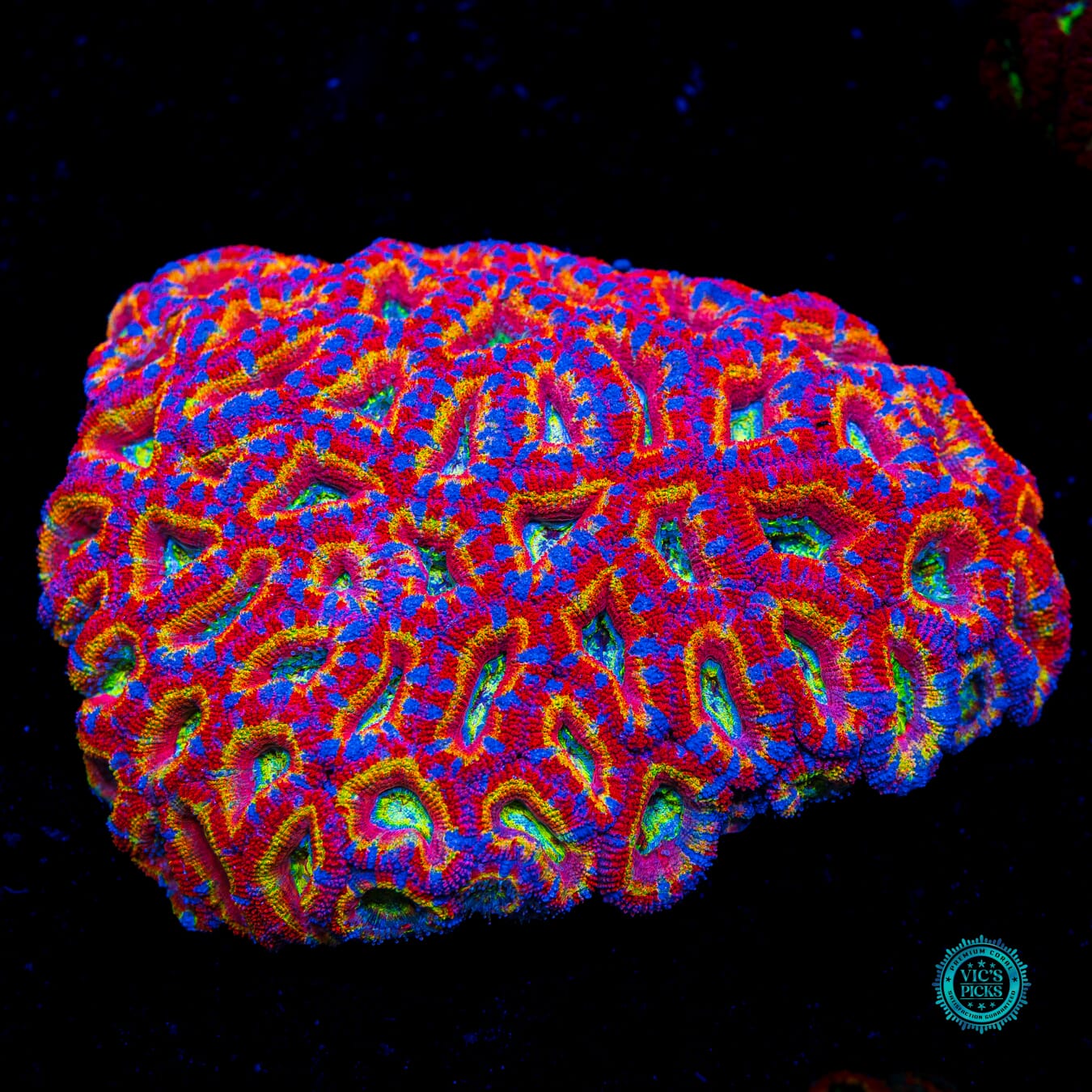 Candyland Aussie Lord - Daylight Photo