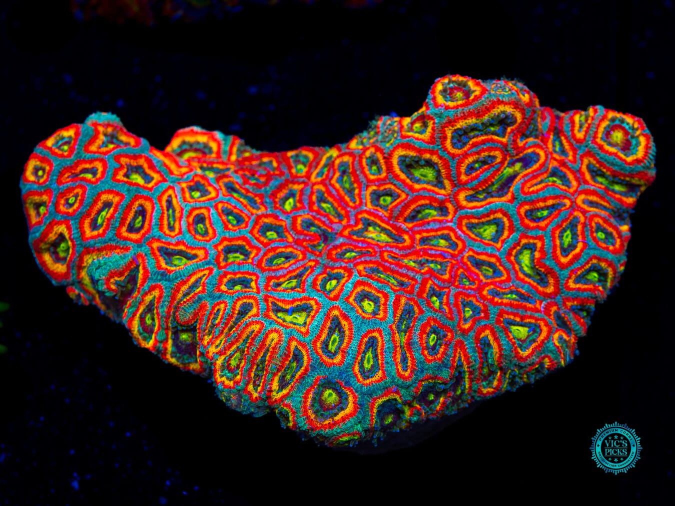 WWC Holy Grail Micromussa - Daylight Photo