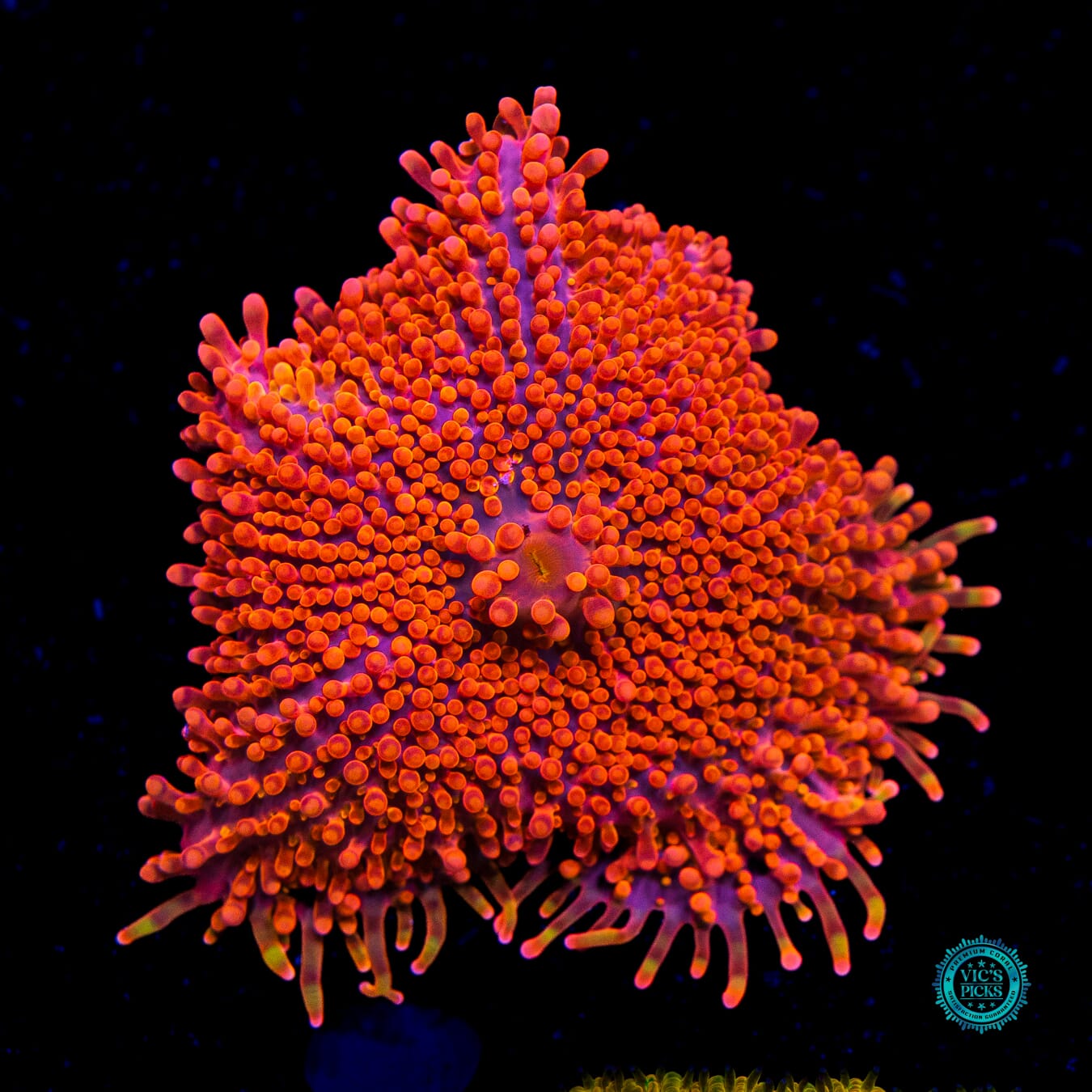 Blazin Saddles Yuma Mushroom - Daylight Photo