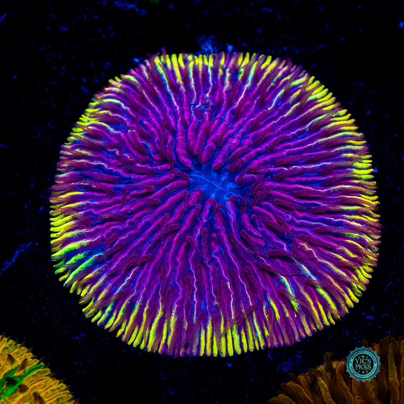 Purple Tiger Plate - Daylight Photo