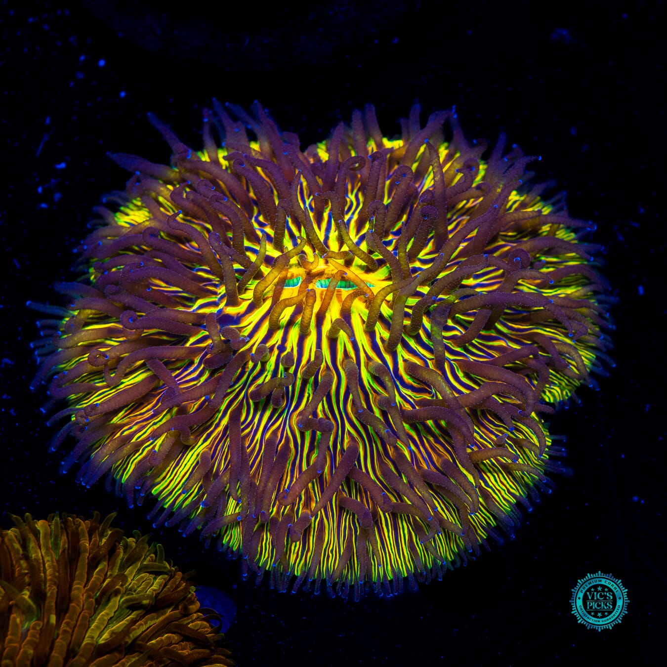 Sunsplash Plate - Daylight Photo