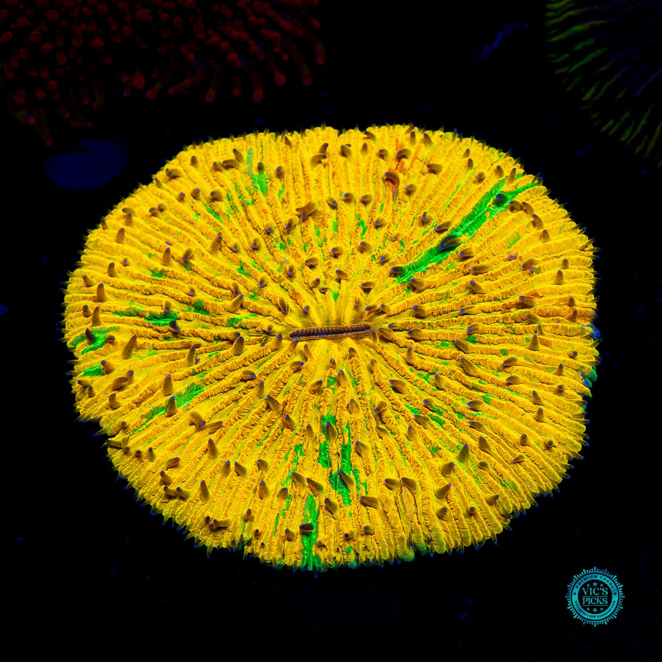 2nd Sun Plate - Daylight Photo