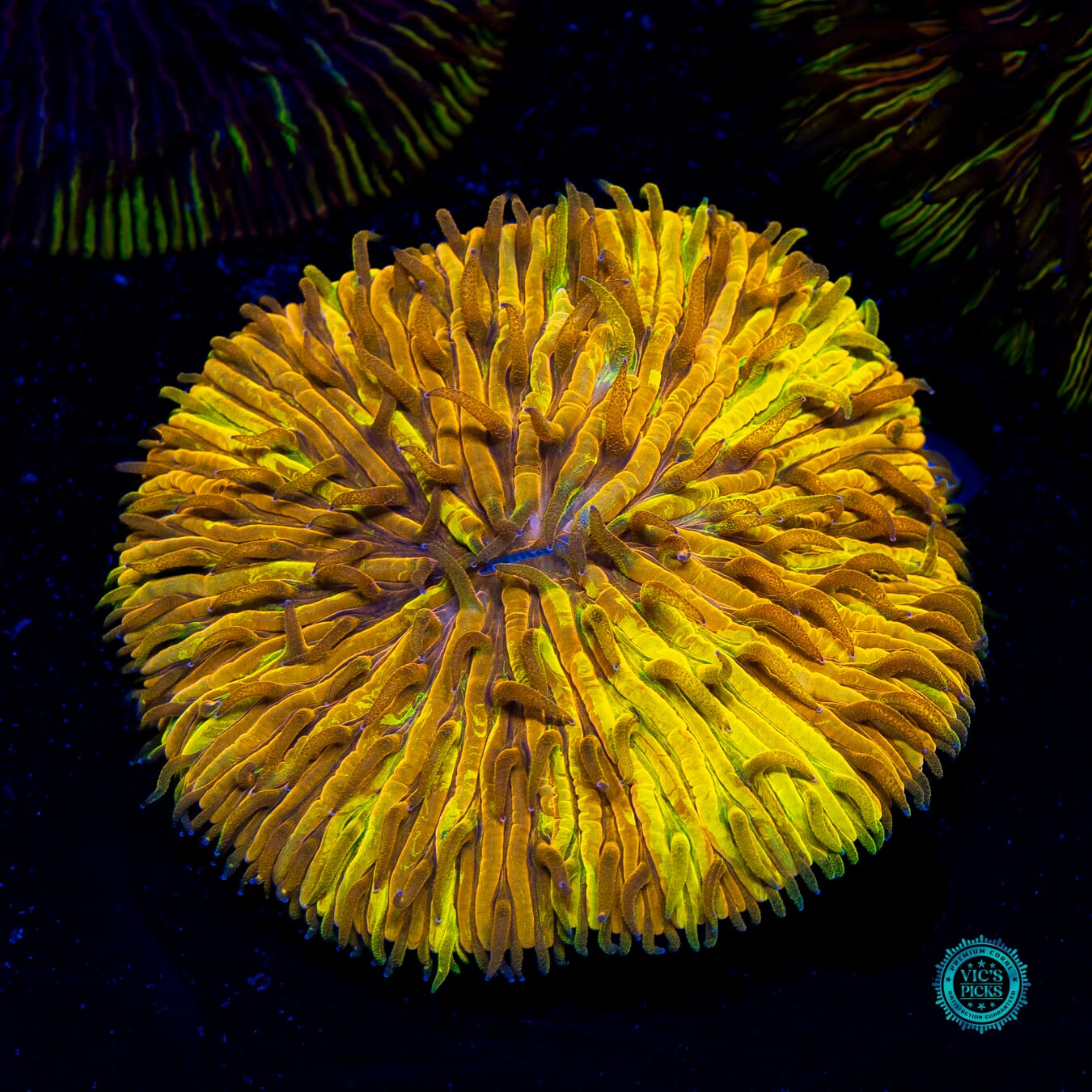 Twisted Fate Plate - Daylight Photo