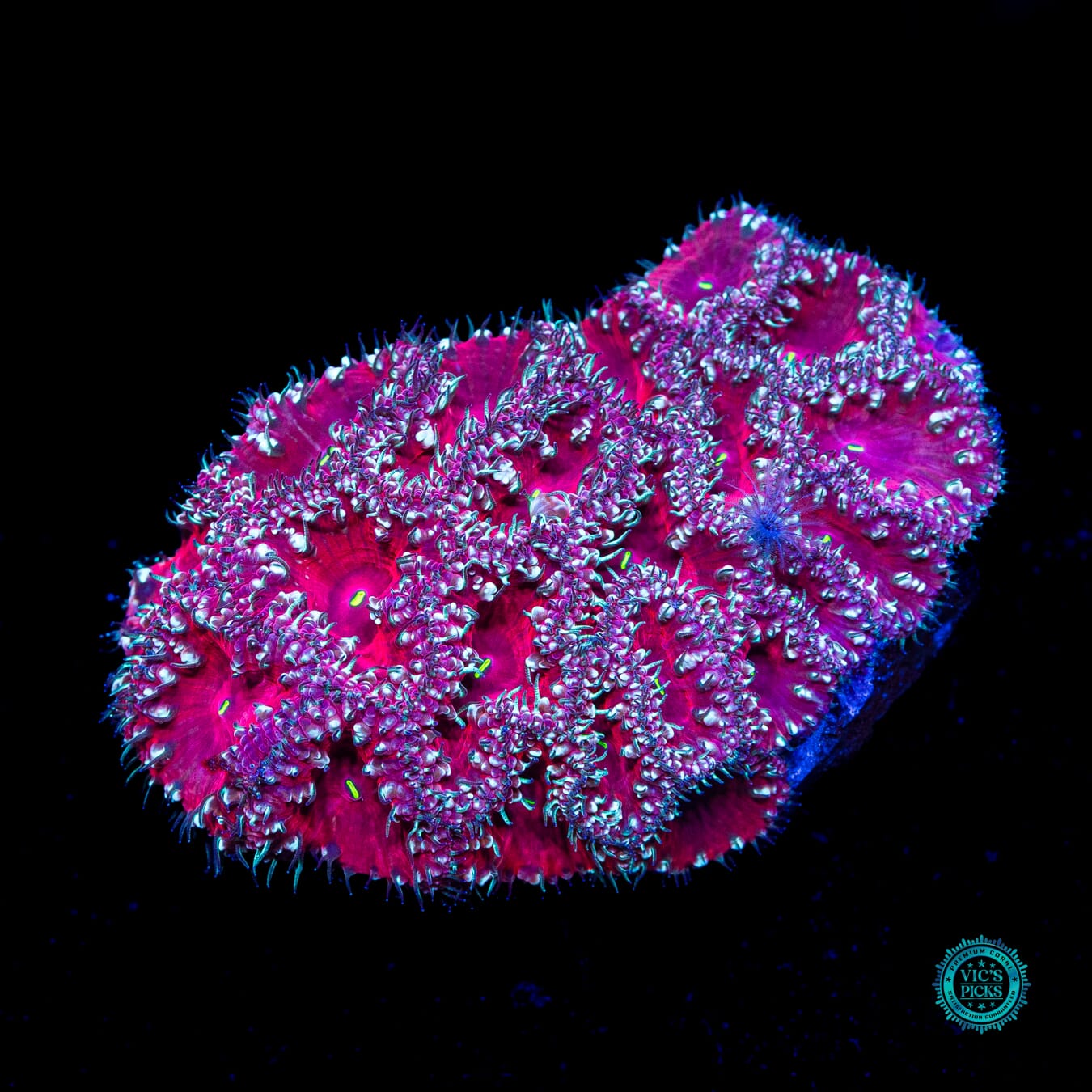 Candy Cane Lane Blastomussa - Daylight Photo