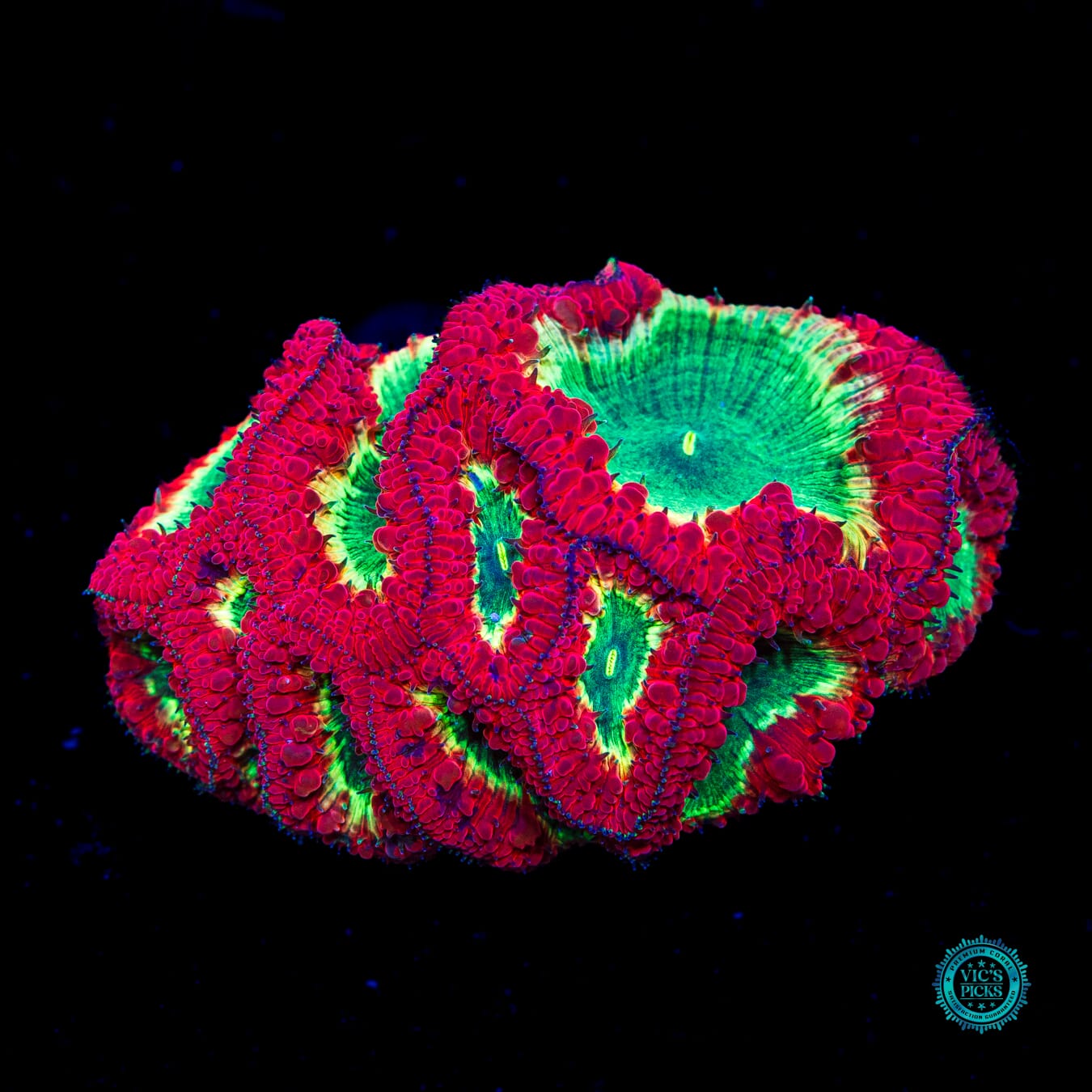 Venomstrike Blastomussa - Daylight Photo