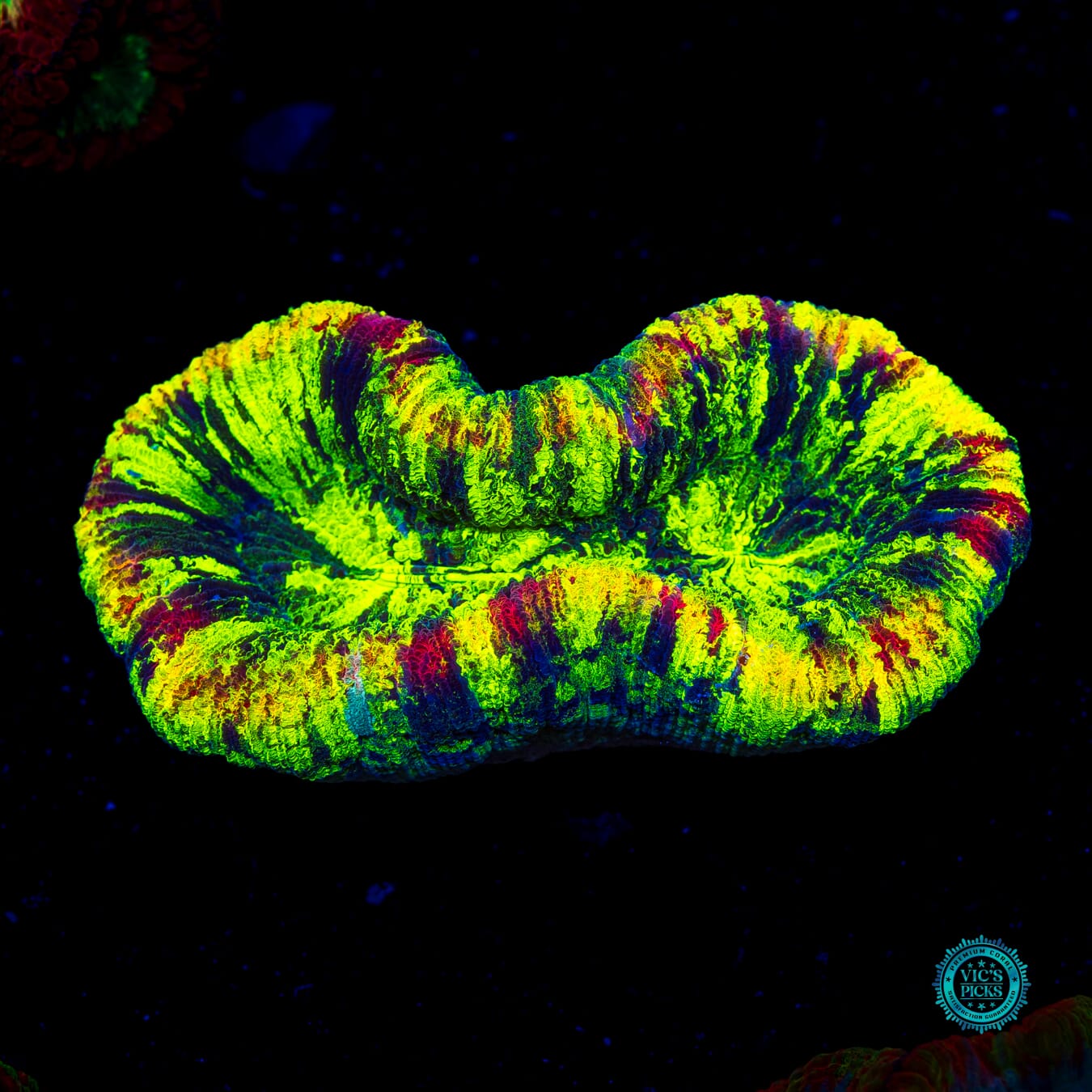 Prismatic Trachyphyllia - Daylight Photo