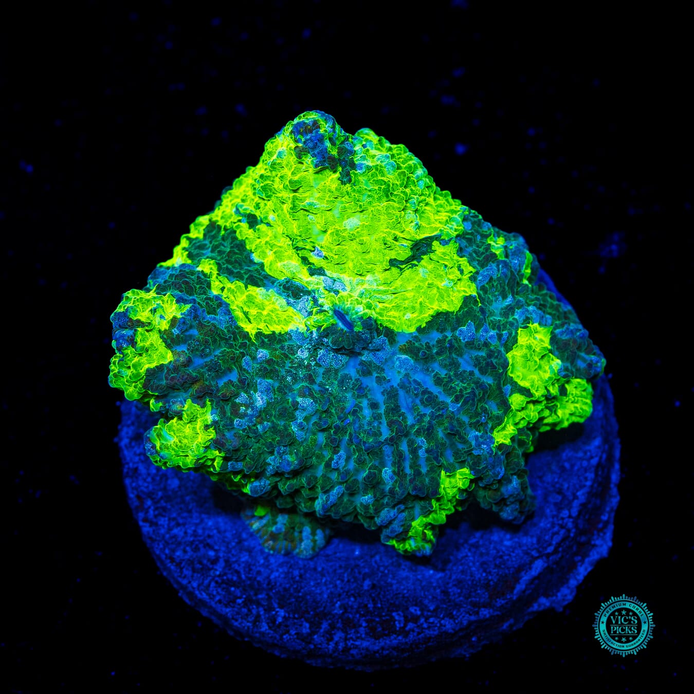 Kryptonite Jawbreaker Mushroom - Daylight Photo