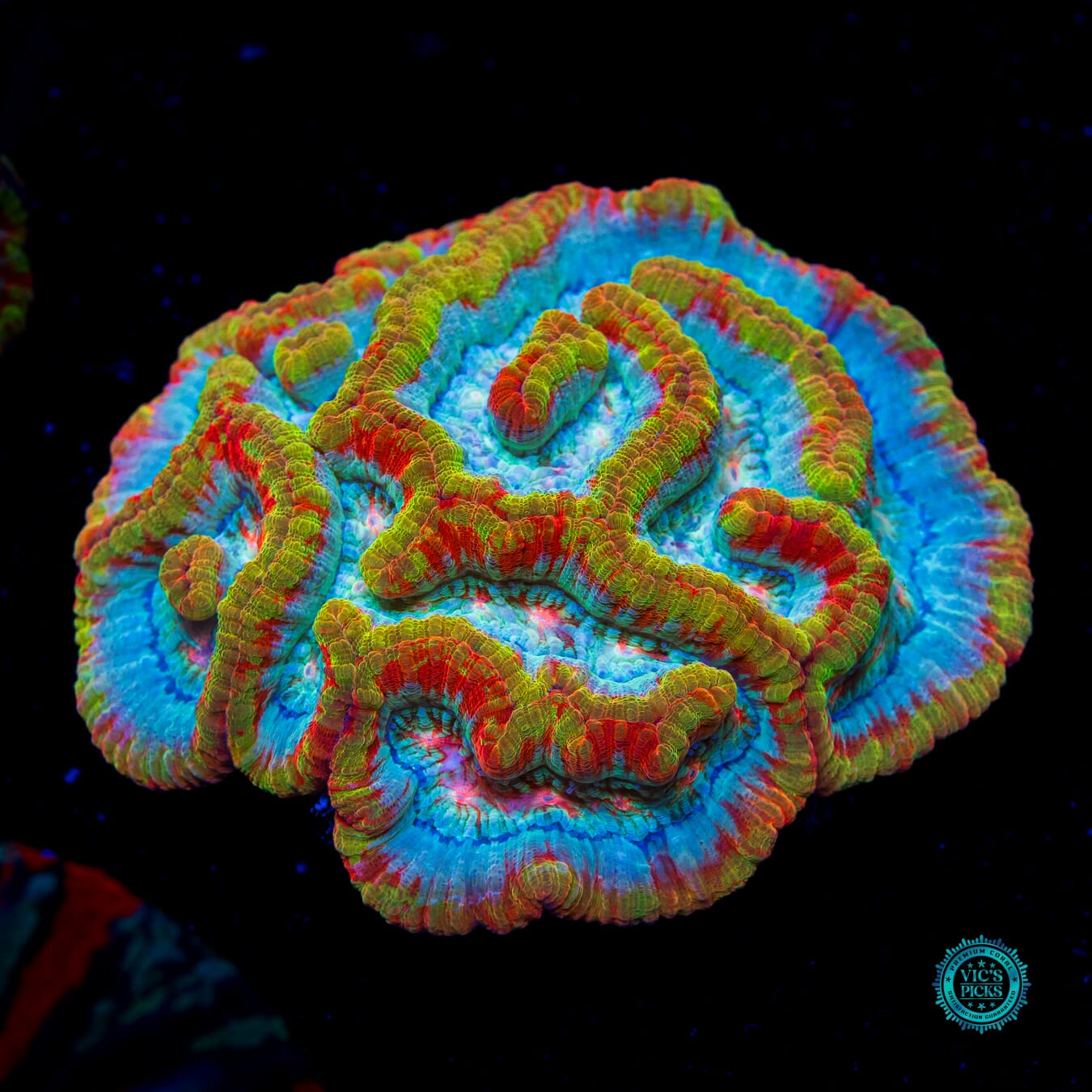 Sunshine Tiger Symphyllia Wilsoni - Daylight Photo