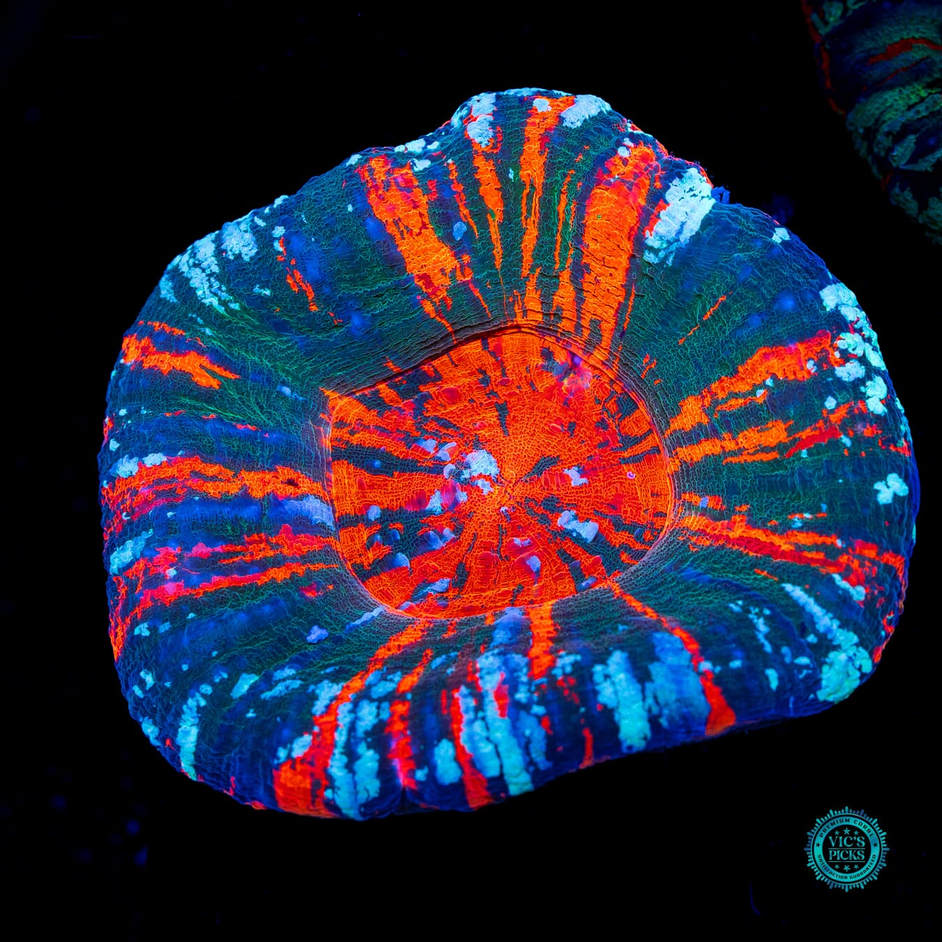 Forest Fire Warpaint Scolymia - Daylight Photo