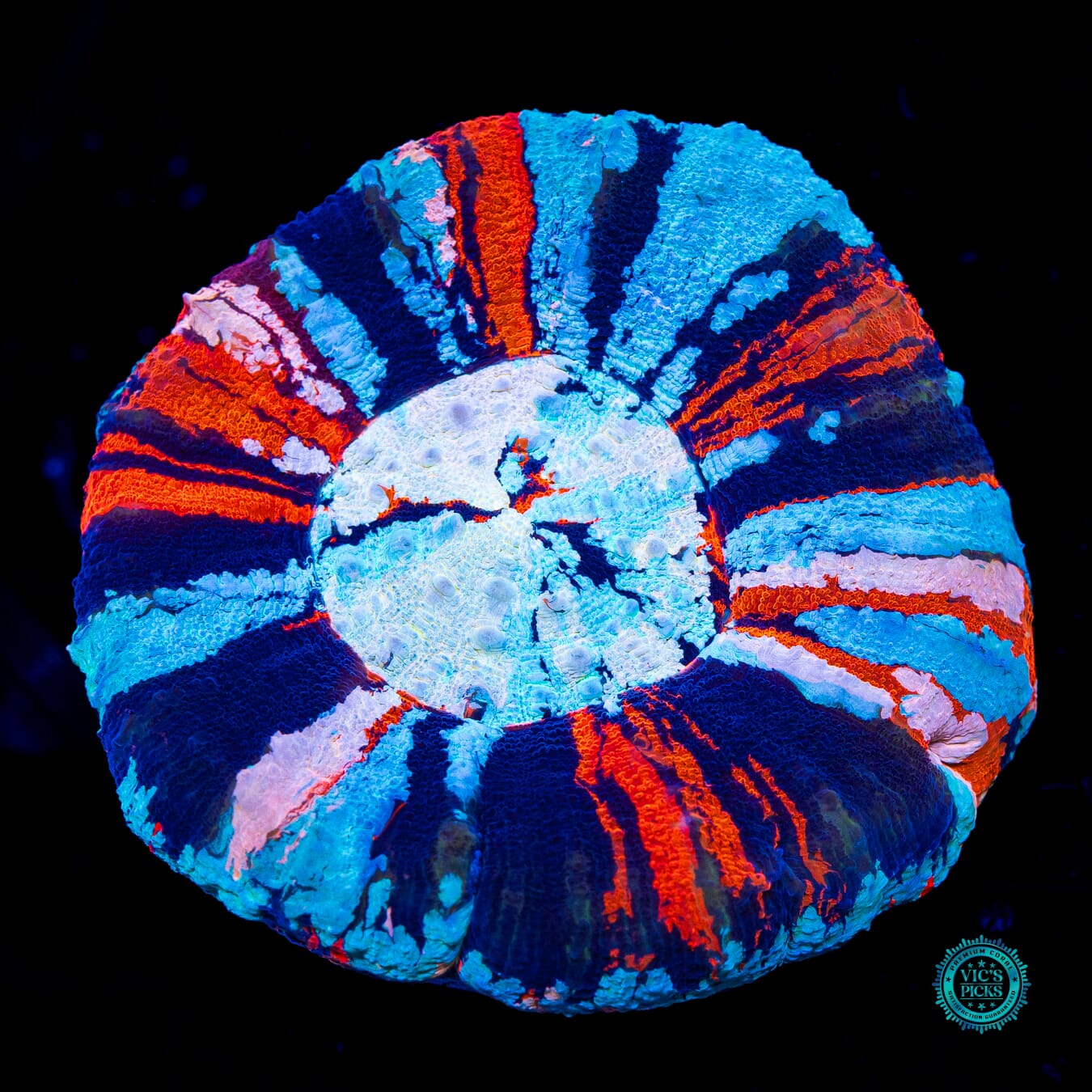 Independence Day Scolymia - Daylight Photo