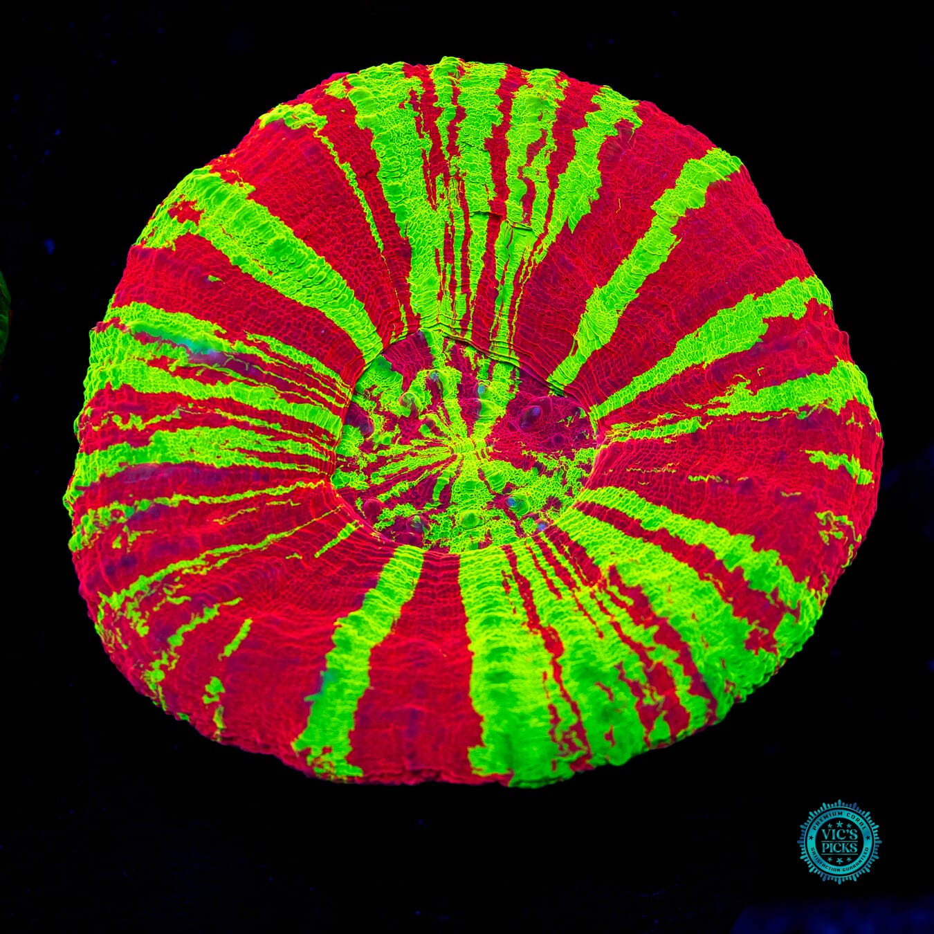 Chaos Equilibrium Scolymia - Daylight Photo