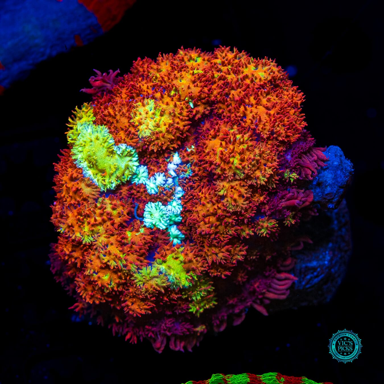 Time Lost Carpet Mushroom - Daylight Photo