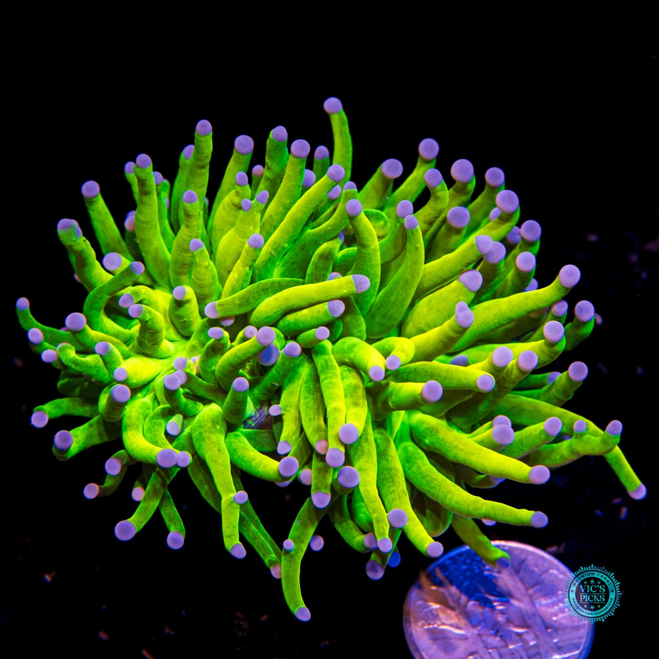 Banana Grail Torch - Actinic Photo