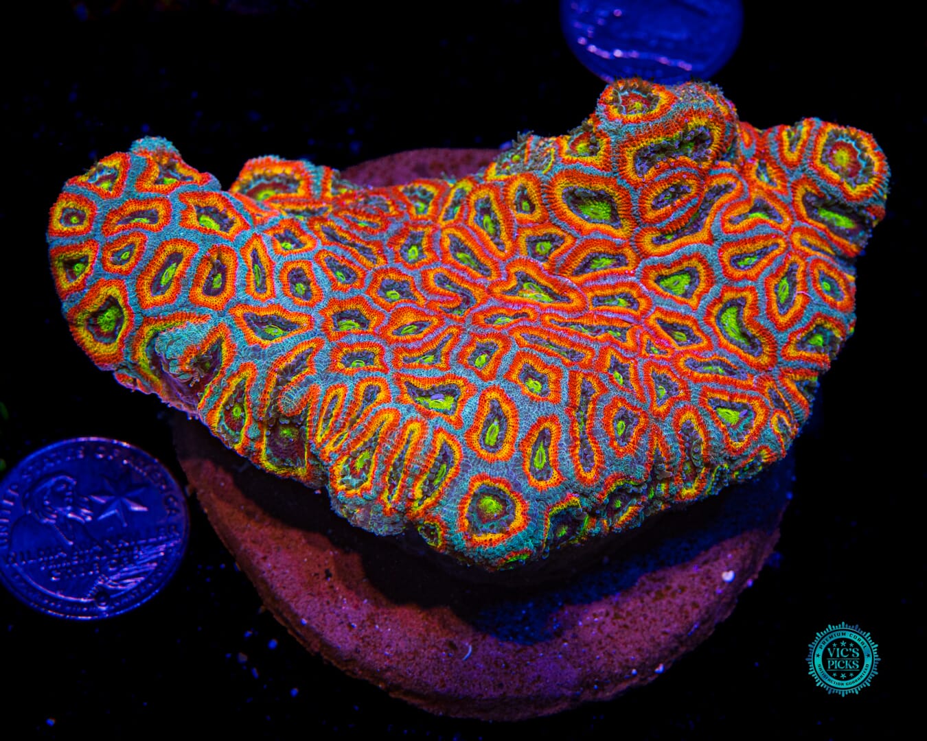 WWC Holy Grail Micromussa - Actinic Photo