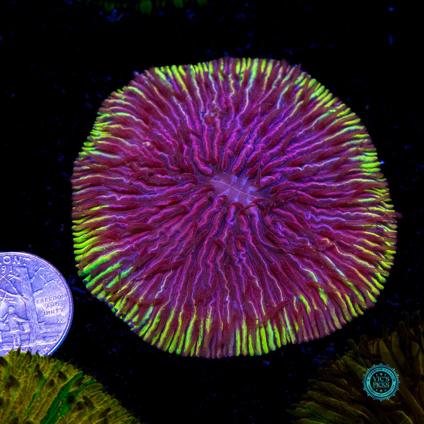 Purple Tiger Plate - Actinic Photo