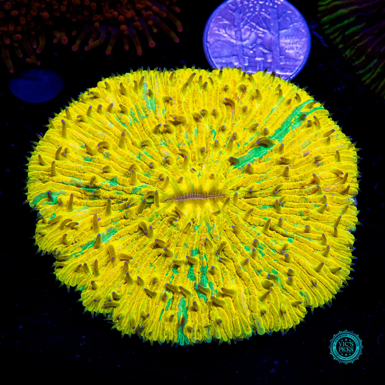 2nd Sun Plate - Actinic Photo