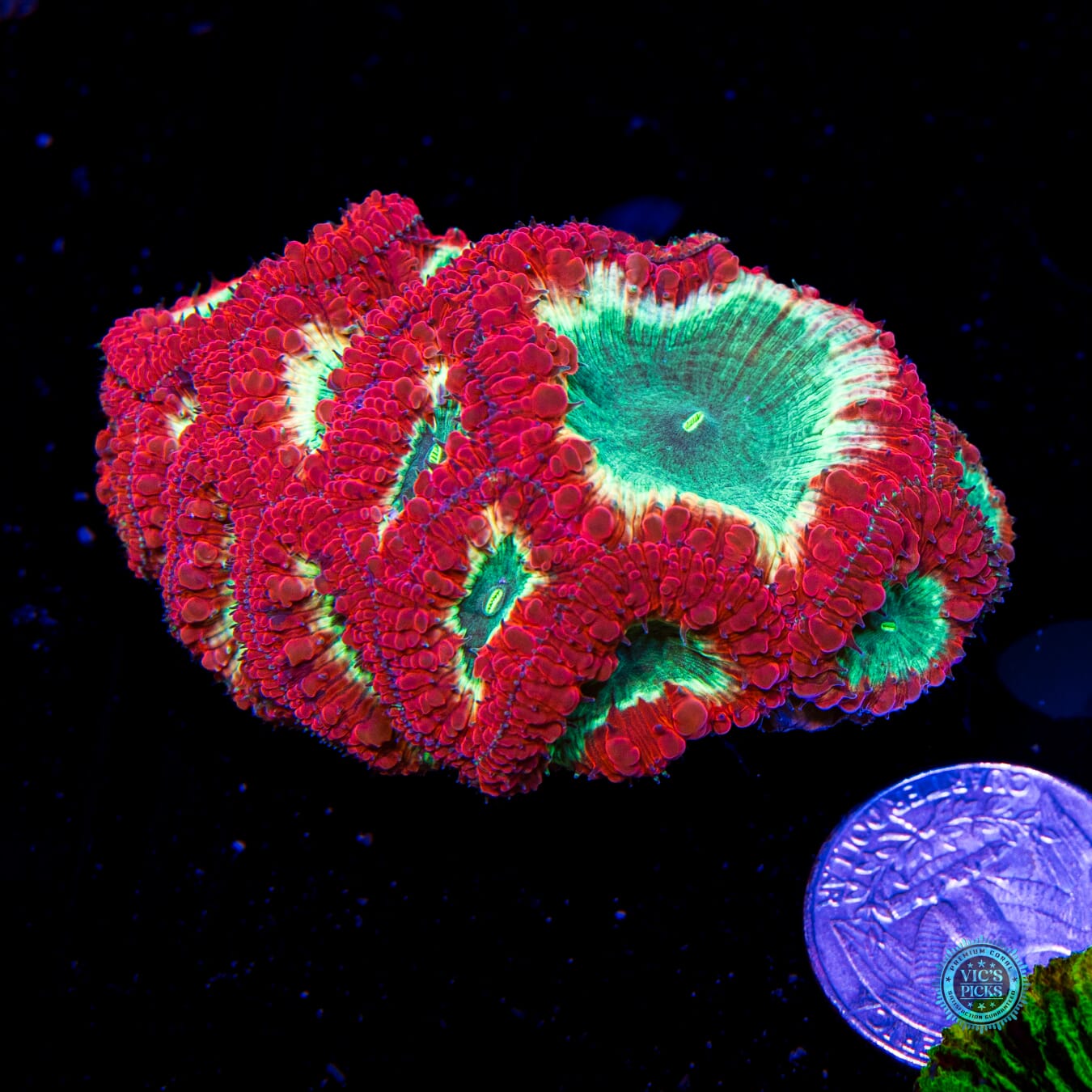 Venomstrike Blastomussa - Actinic Photo