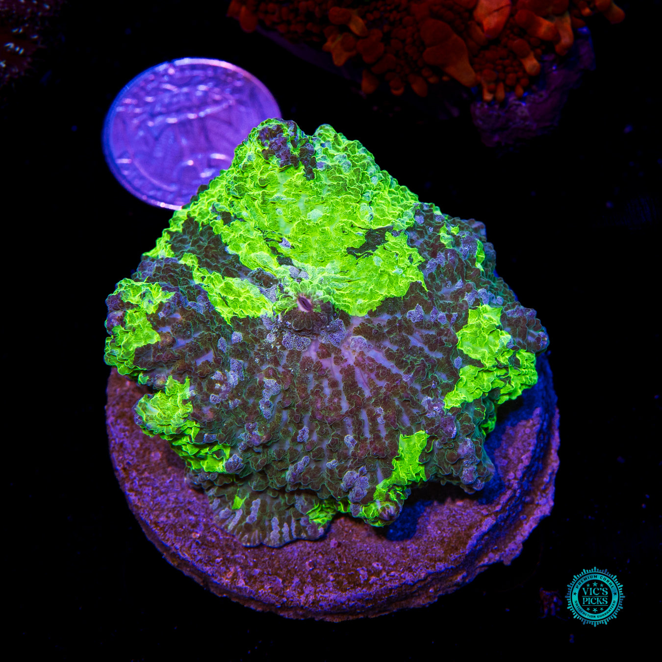 Kryptonite Jawbreaker Mushroom