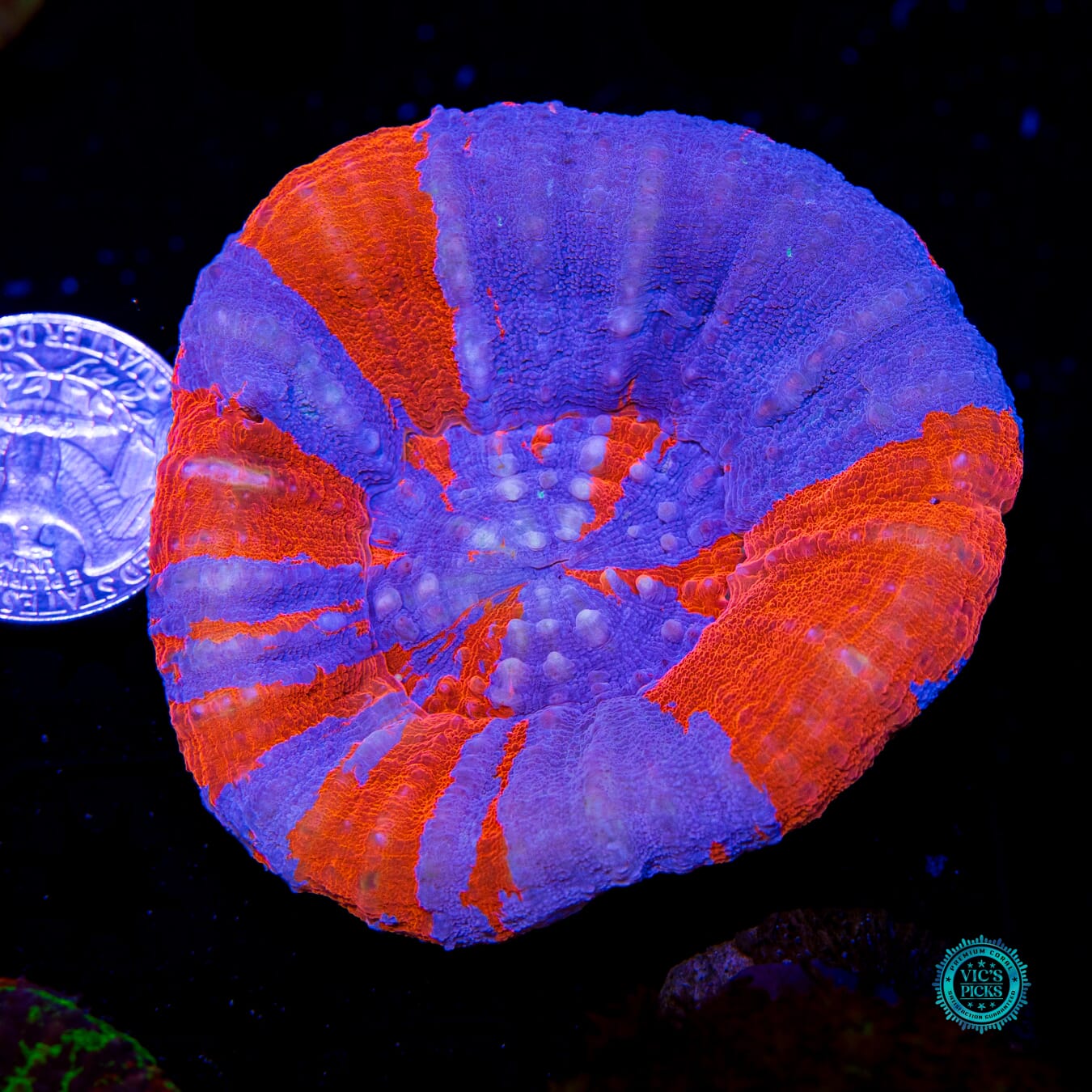 Spidey Senses Scolymia - Actinic Photo