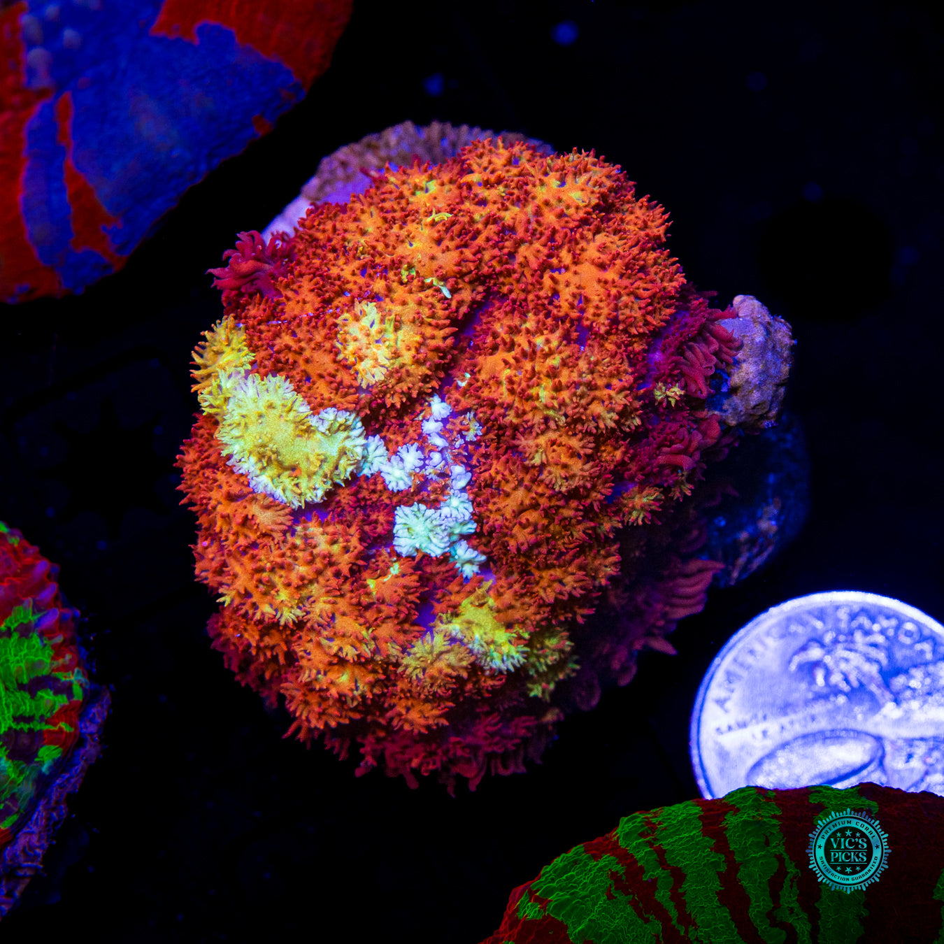 Time Lost Carpet Mushroom