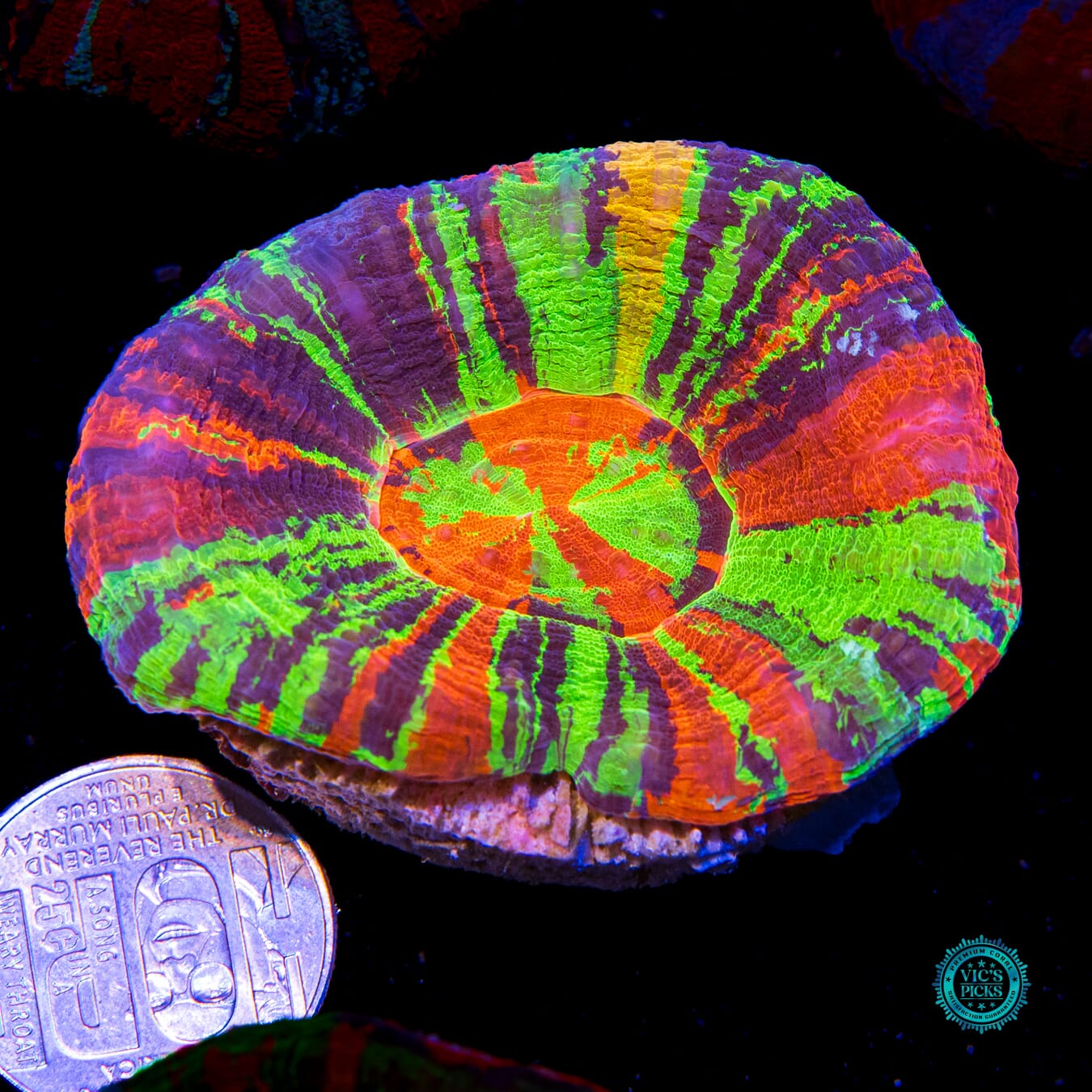 Master of the Universe Scolymia - Actinic Photo