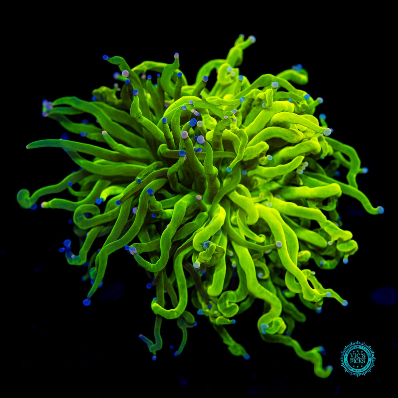 Ultra Grafted Cotton Candy Torch - Daylight Photo