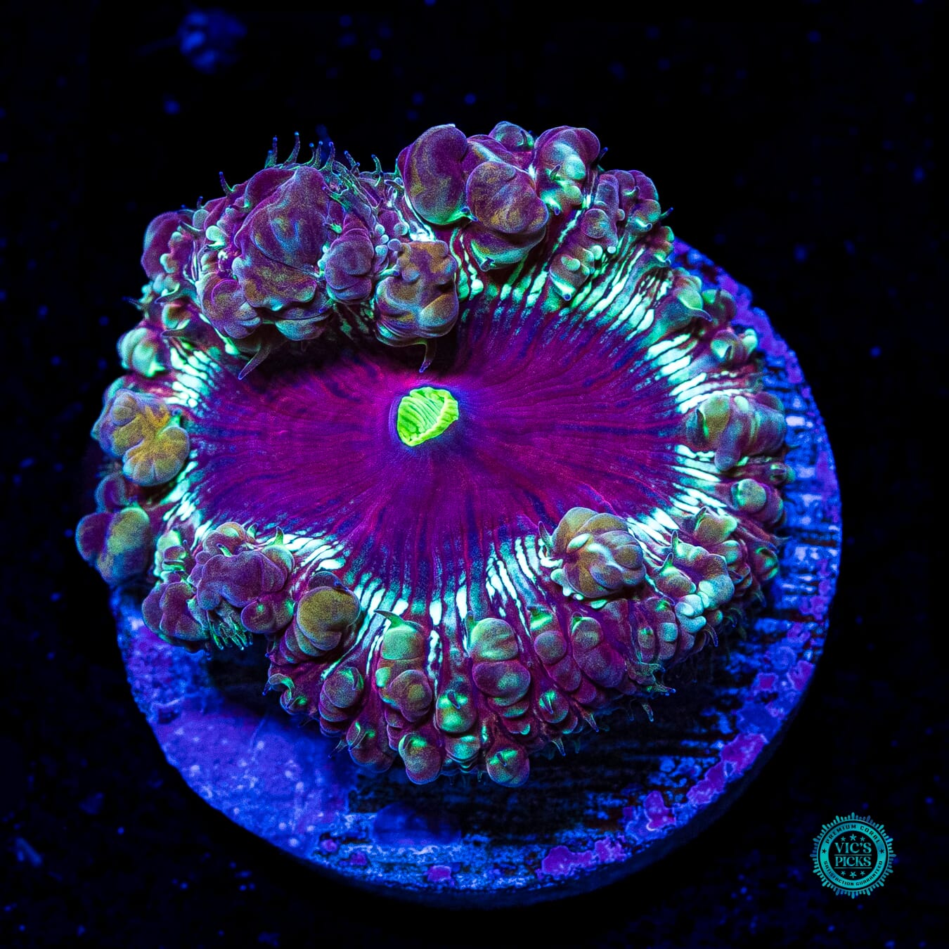Alchemy Experiment Blastomussa - Daylight Photo