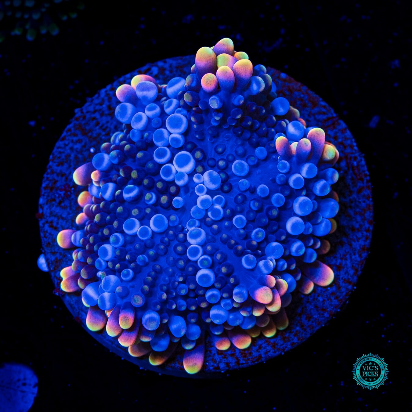 Deep Dimension Yuma Mushroom - Daylight Photo