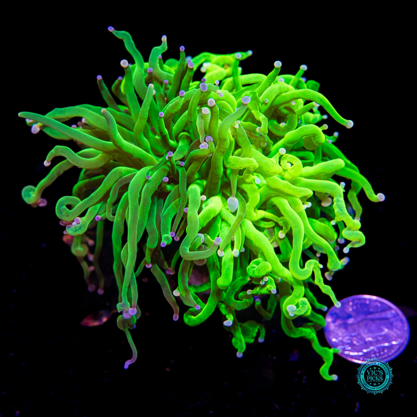 Ultra Grafted Cotton Candy Torch - Actinic Photo