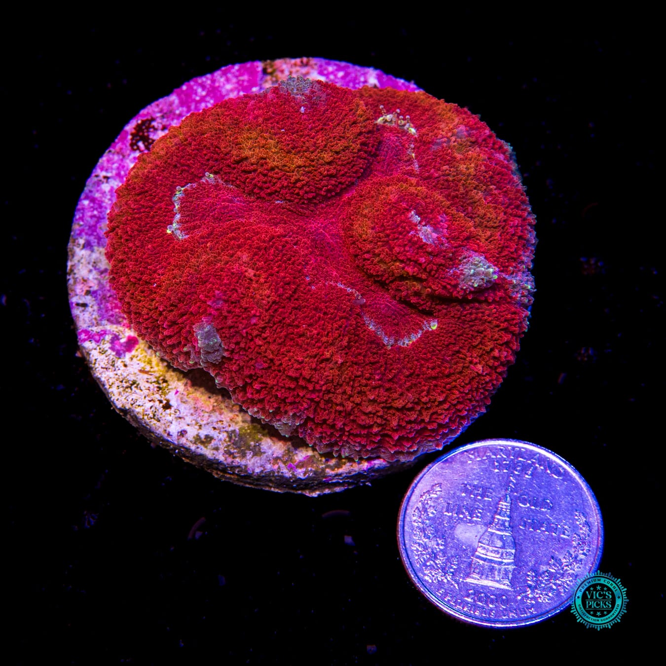 Flame Wreath Symphyllia - Actinic Photo