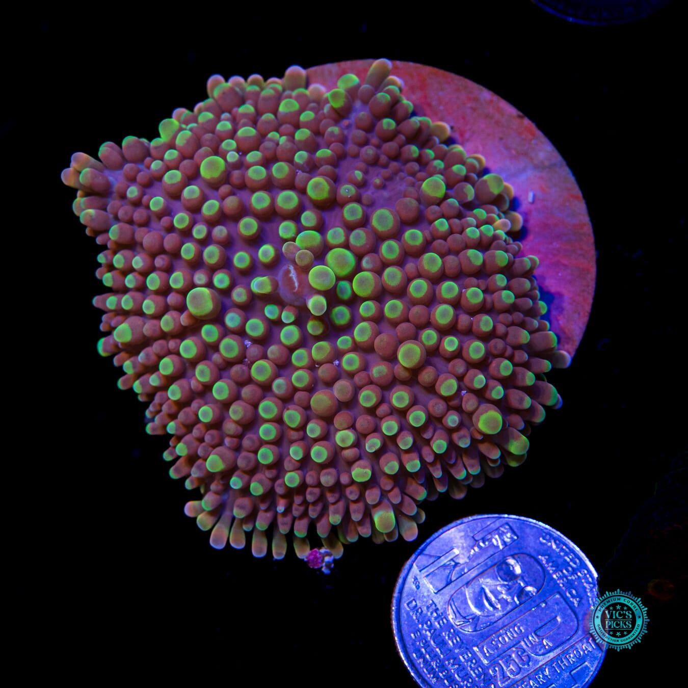 Rasta Rainbow Yuma Mushroom - Actinic Photo