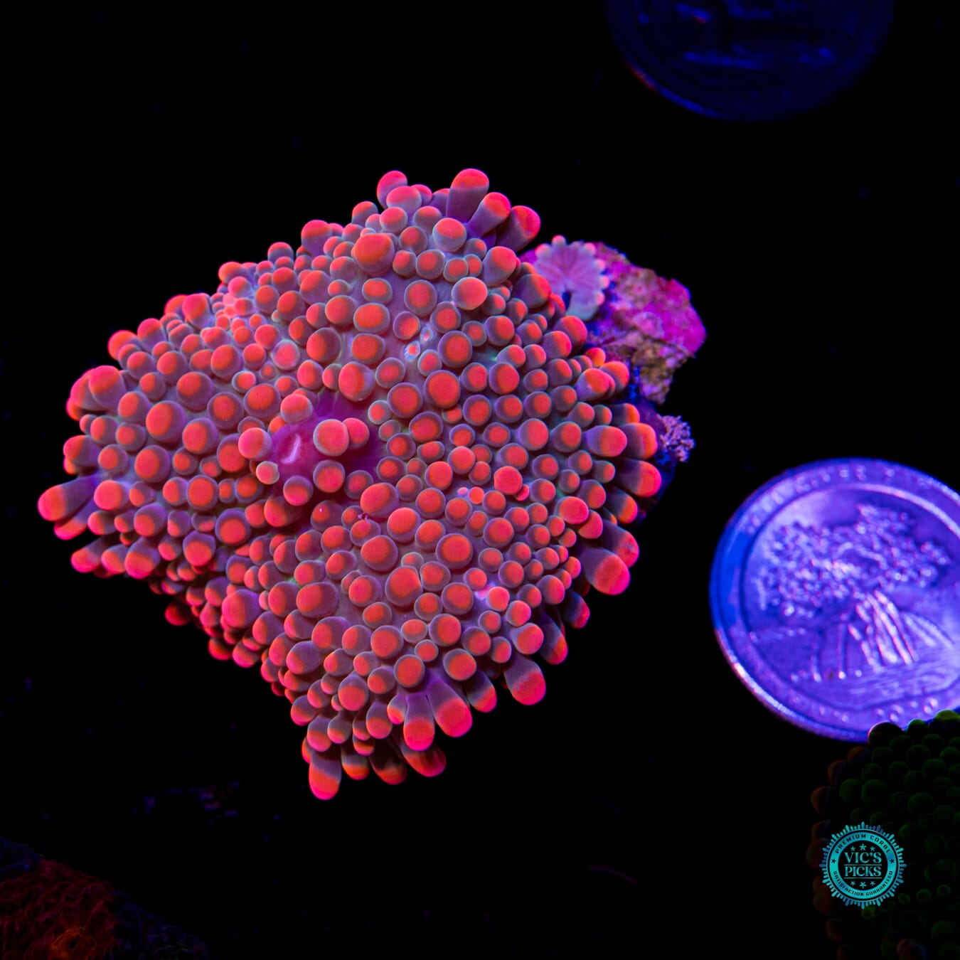 Flamethrower Yuma Mushroom - Actinic Photo