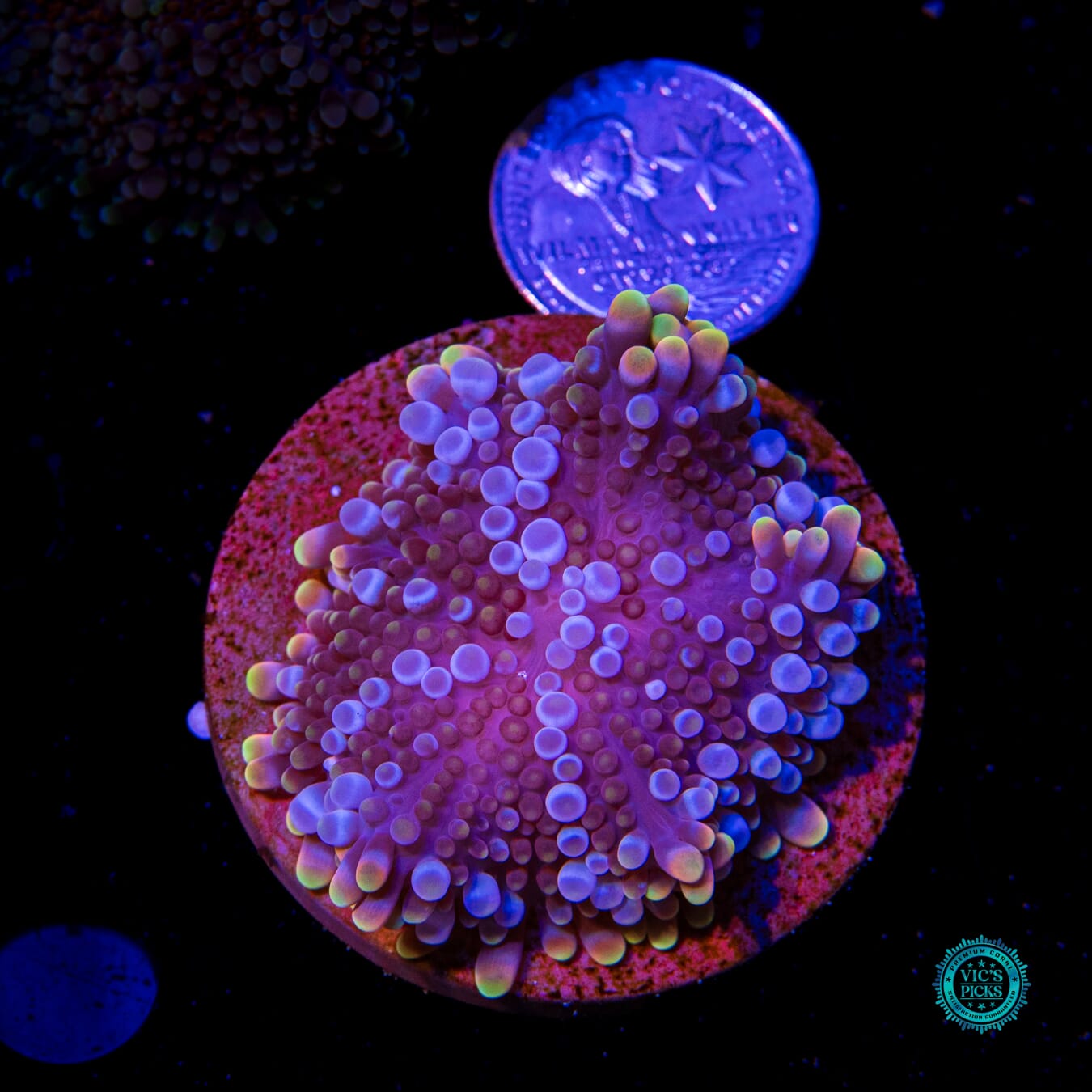Deep Dimension Yuma Mushroom - Actinic Photo