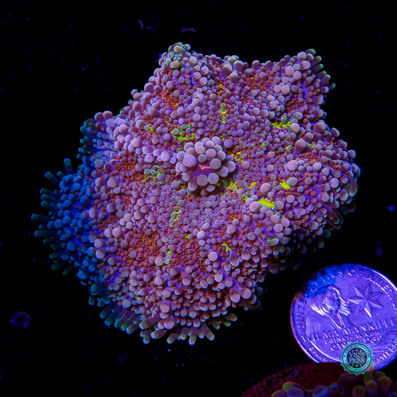 Buried Treasure Yuma Mushroom - Actinic Photo