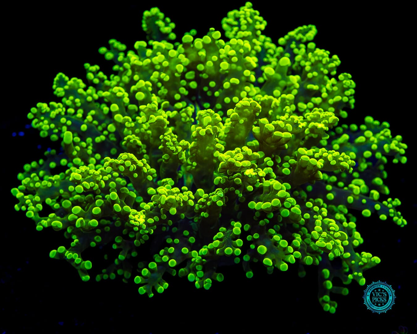 Jolly Green Wall Frogspawn - Daylight Photo