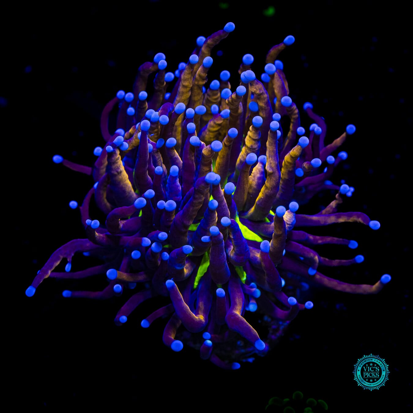 Fel Flame Torch - Daylight Photo