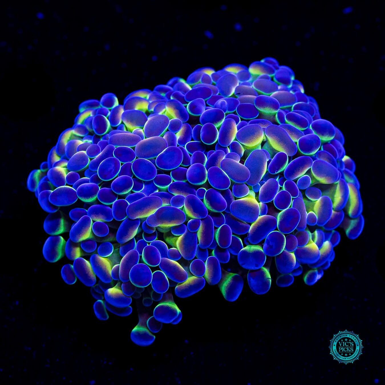 Hologram Branching Hammer - Daylight Photo